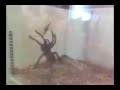 Goliath birdeater jumps at Locust Goliath birdeater jumps at Locust