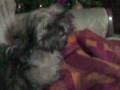 videos de chicco by ili and carolina