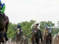 horses