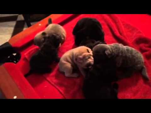 Puppies almost get week 3
