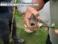 Garden-Cutter