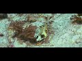 Cowfish and Trunkfish at Flat Cay West reef in St Thomas Virgin Islands Cowfish and Trunkfish at Flat Cay West reef in St Thomas Virgin Islands