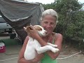 Jenny: A Bird Dog's Story
