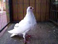 Buchon Granadino 4 meses (Blanco) Buchon Granadino 4 meses (Blanco)