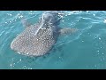 Whaleshark Encounter