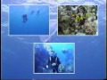 chase scuba diving in cozumel