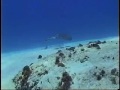 Chase Scuba diving in Cozumel Chase Scuba diving in Cozumel