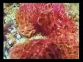 chase scuba diving in cozumel