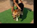 Three Legged Dog Tests the AST Pet Support Suit Three Legged Dog Tests the AST Pet Support Suit