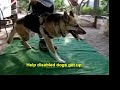 Three Legged Dog Tests the AST Pet Support Suit