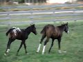 Boogie and Barbie Playing