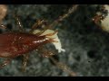 Sprintail consumption