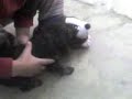 perritos chilndrina perritos chilndrina