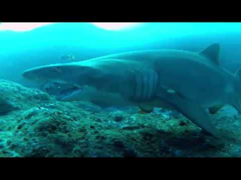 See video See video