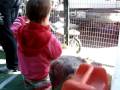 Aubrey: Petting Zoo Curator Aubrey: Petting Zoo Curator
