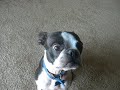 Dudley the Boston Terrier saying, 