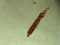 Bodianus diana