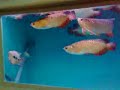 arowana fish