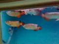 arowana fish 1