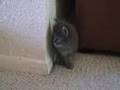 The Three Legged Kitten Meets Minky
