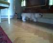 BICHON FRISE DOG THINKS HE'S A CAT