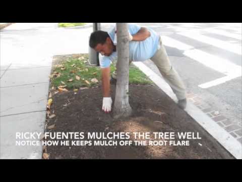 how to properly mulch a tree