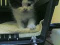 my baby neykha