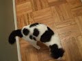 ADOPTED!!  Sophie La Vaca Cow Cat for Adoption  :-)