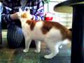 katten bende langstraat