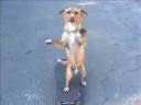 The Skate Boarding - Dog