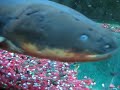 OHIO STATE ELECTRIC EEL PART 2- UNAGI THE BEAST