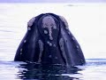 South African Whales
