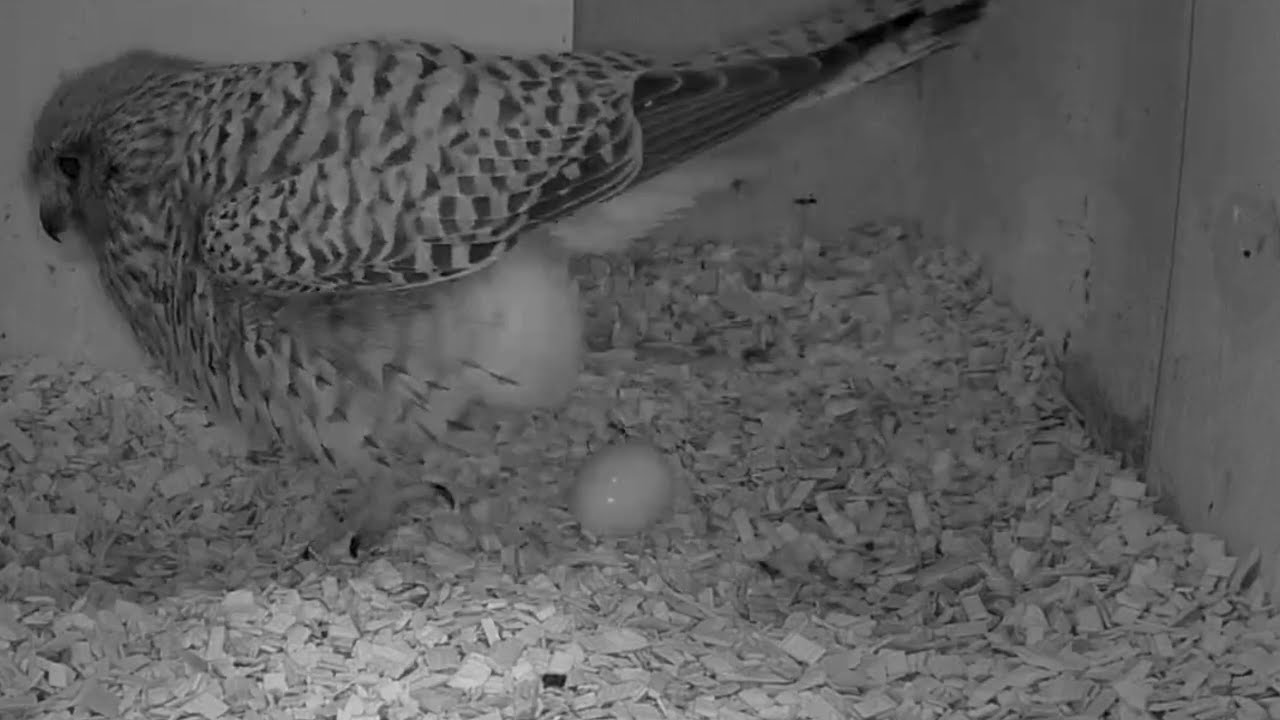 Legeprozess vom ersten Turmfalken-Ei | 13.04.2023