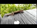 Un gecko lape des gouttes de pluie - Nuku Hiva - Iles Marquises - Polynésie française
