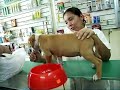 .: American Pit Bull Terrier :.