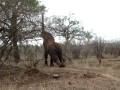 videos de Kruger Park, Zuid Afrika