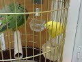 Nokia N95 8GB video sample