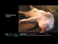 Forensic Science Field Techniques - Decomposition Timeline