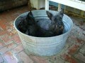 Scottish Terrier's in bucket