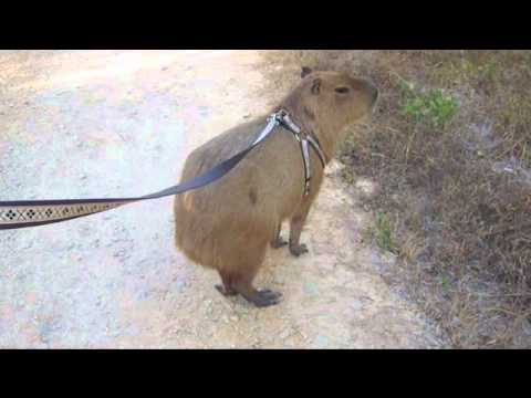 Capybara Jogging