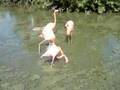 DOMINICAN REPUBLIC