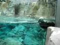 otter