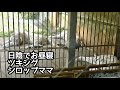 ホワイトタイガー　シロップママとツキちゃんシグレくん　みんなでお昼寝です【伊豆アニマルキングダム】White tiger Syrup Tsuki Shigure Izu Animal Kingdom