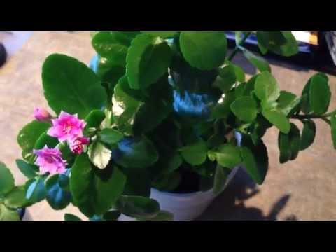 how to fertilize kalanchoe