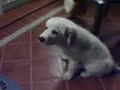 Adiestramieto con Clicker Golden 3 meses SANCHO