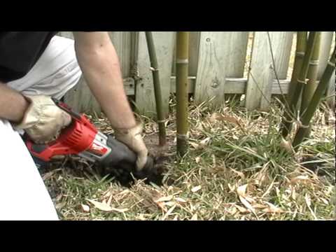 how to transplant cut bamboo