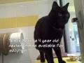 Bean 6175089 Humane Society Colorado