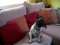 Pug video