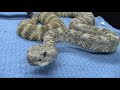 Rattlesnakes of the Desert South West Part 2 Rattlesnakes of the Desert South West Part 2