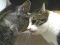Cat fight Cat fight